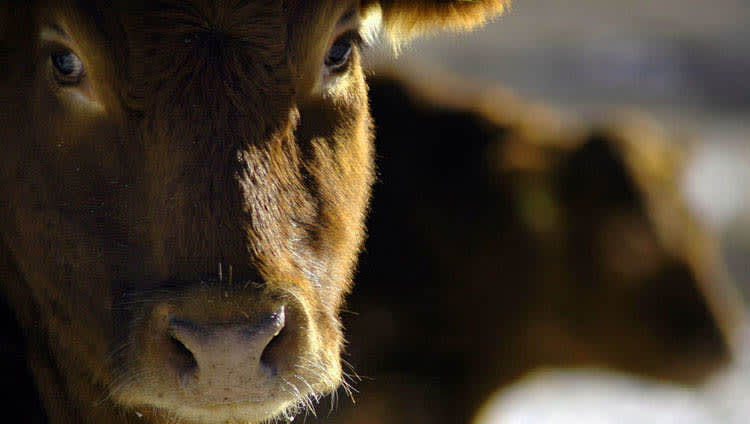 Better balance between rumen energy and protein an opportunity to boost growth and margins