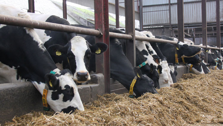 Fibre to take centre stage at ab vista s cornell nutrition conference symposium