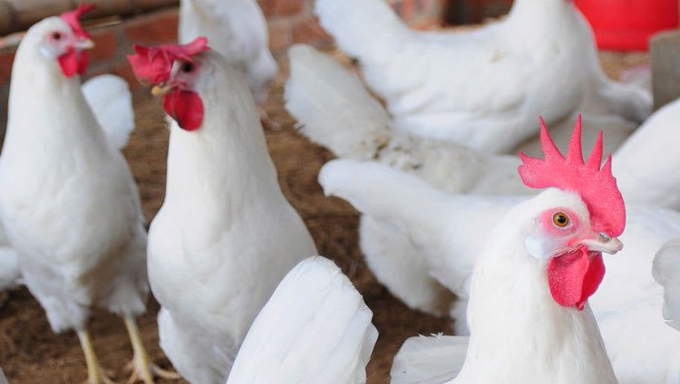 How nir analysis of poultry feed ingredients increases output