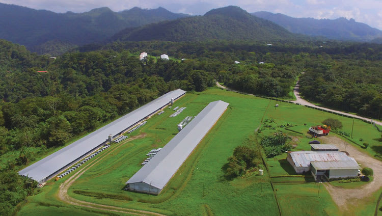 Identifying opportunities for incremental gains within poultry nutrition