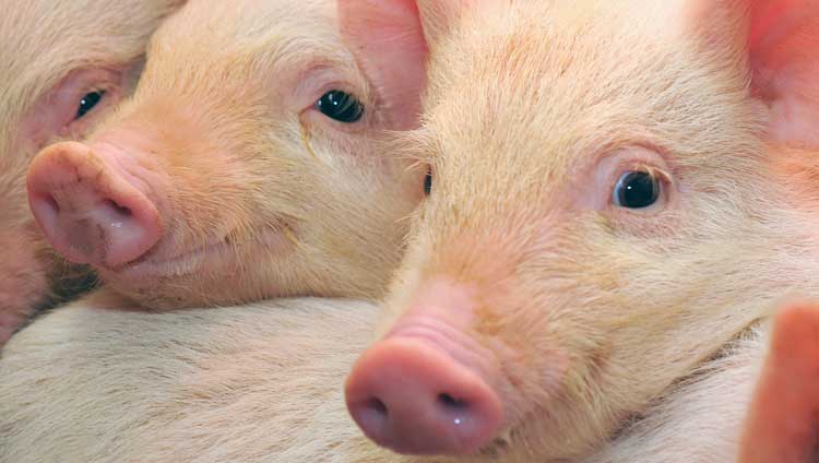 Improving the iron status of the young pig with phytase superdosing