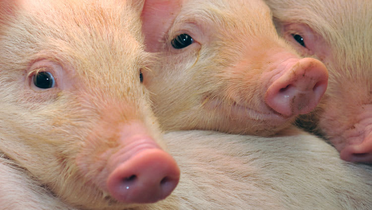 Increasing the number of piglets weaned from hyper prolific sows