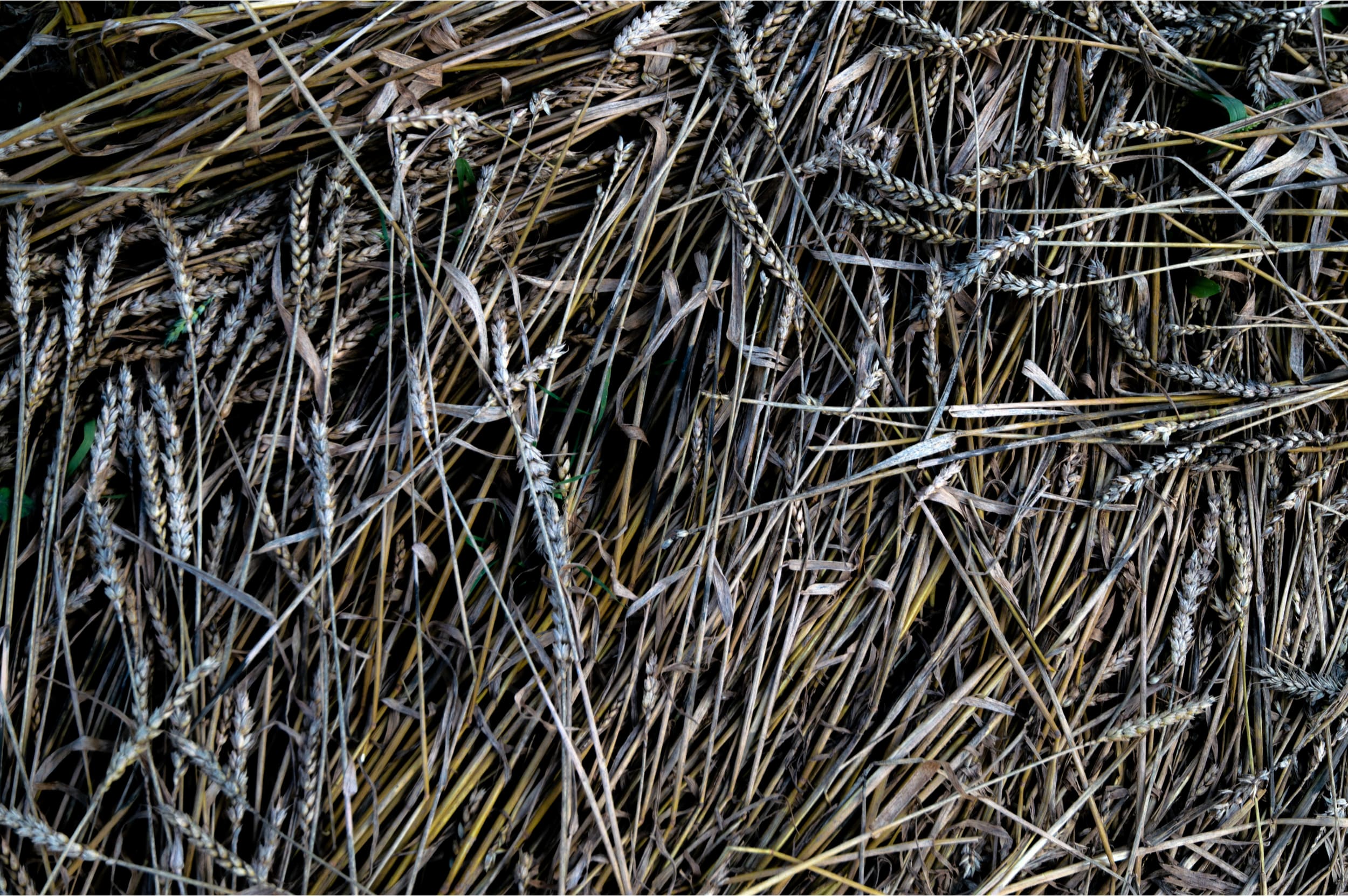 Loss of wheat harvest