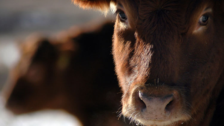 Maximise fibre digestion to unlock full beef ration potential