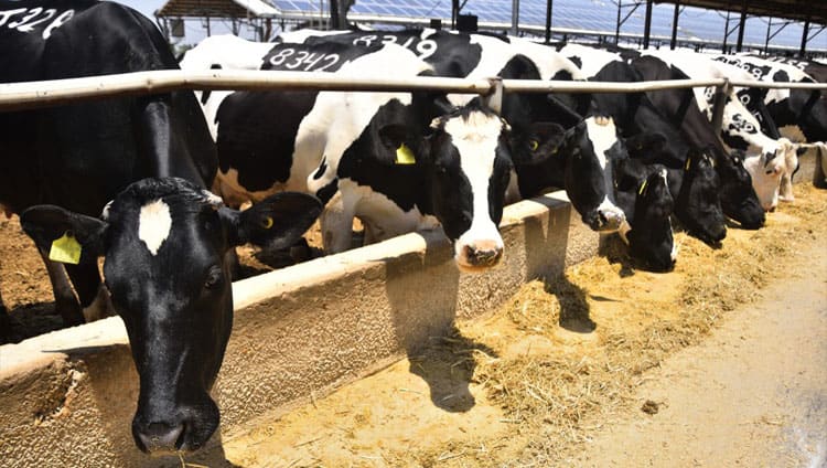 New dairy performance research to be showcased at adsa annual meeting