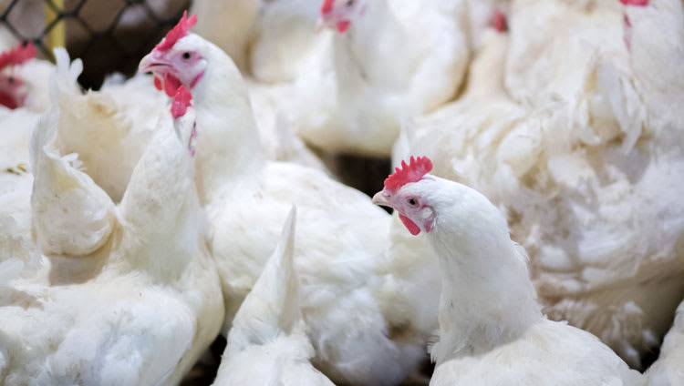 New research   dietary arabinoxylan oligosaccharides kick start arabinoxylan degradation in the ageing broiler