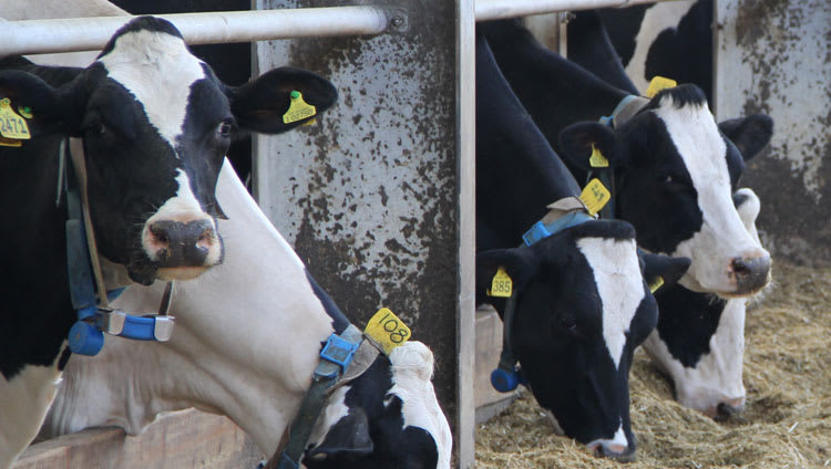 New research highlights benefits of improved fibre digestibility