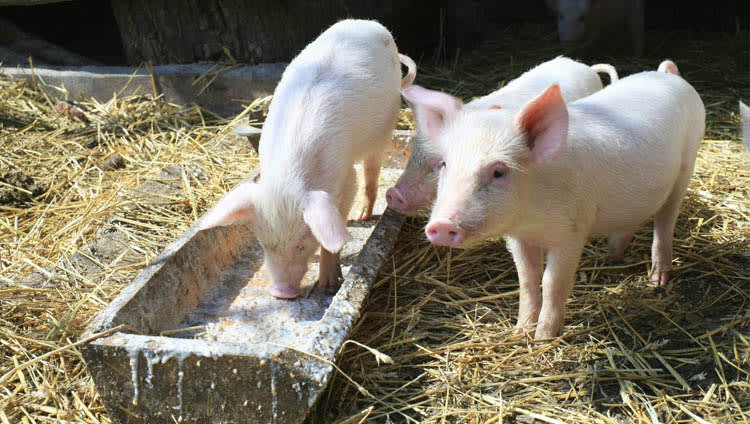 New swine performance research presented at asas adsa midwest meeting 2020