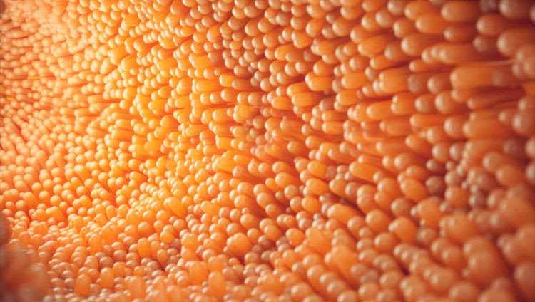 Research evaluates possible interaction between xylanase usage and butyrate in broiler performance