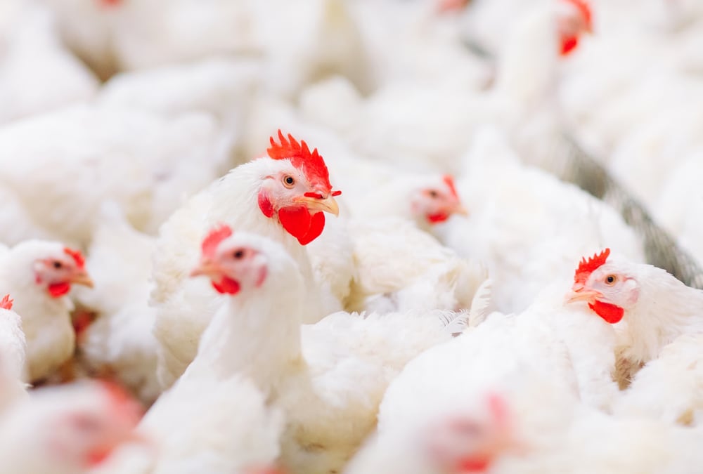 Shutterstock 1231655848