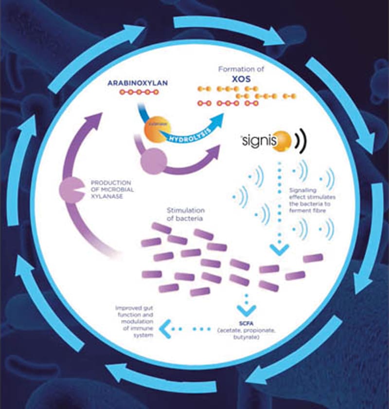 Signis stimbiotic  1