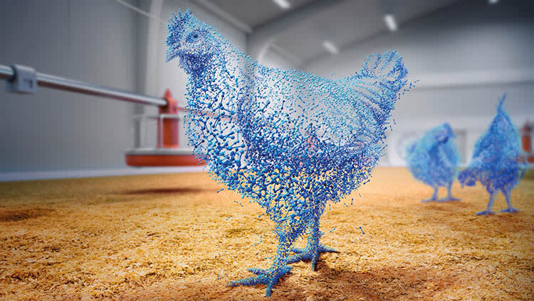 Superdosing phytase can counteract impact of amino acid reductions in broilers