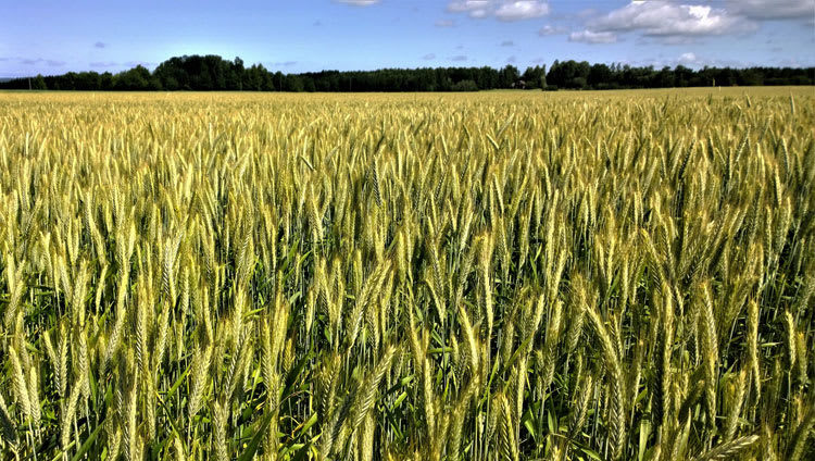 Understanding the in feed mycotoxin challenge