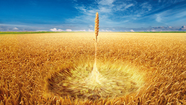 Xylanases  saving costs and improving productivity by maximising feed efficiency