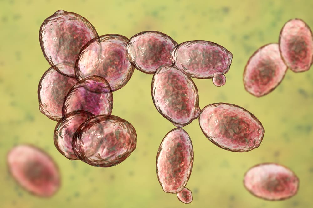 Yeast cells shutterstock 1177840594 1