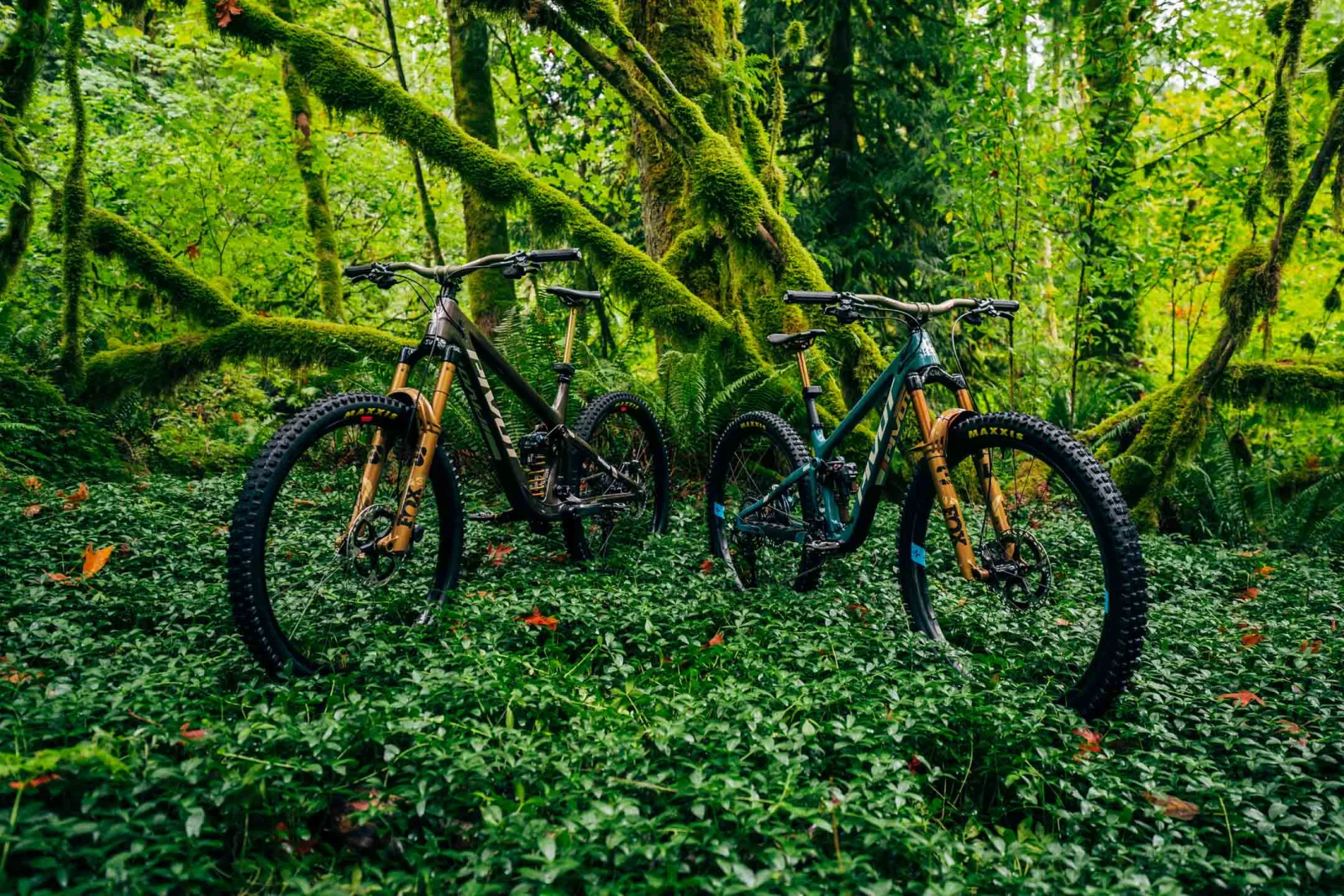 neo in the wild (firebird and trail429)