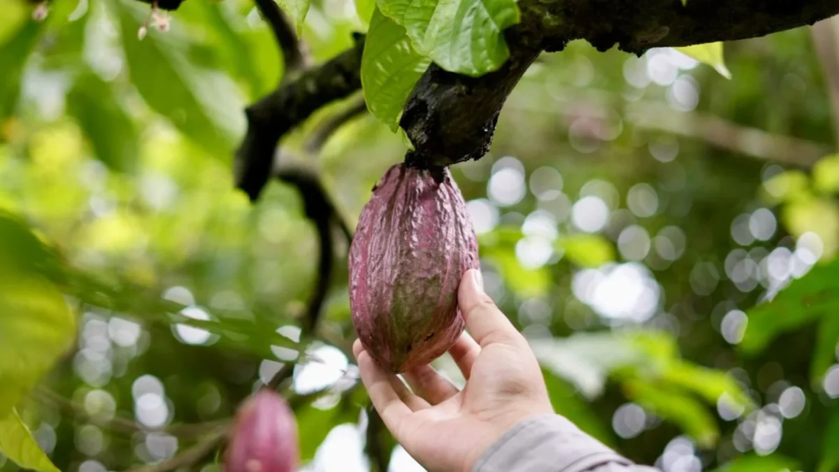 Productores de cacao reciben solo una parte del precio internacional pese al alza global