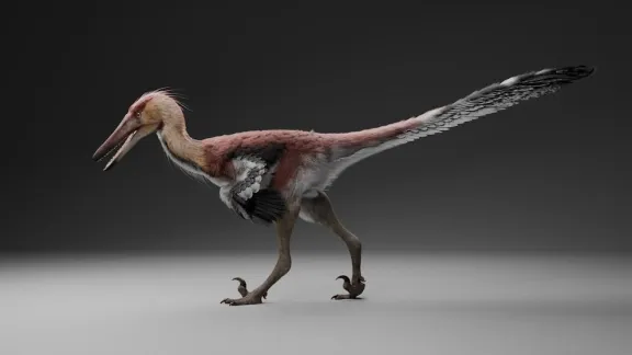Científicos argentinos y japoneses identificaron una nueva especie de dinosaurio raptor en Santa Cruz