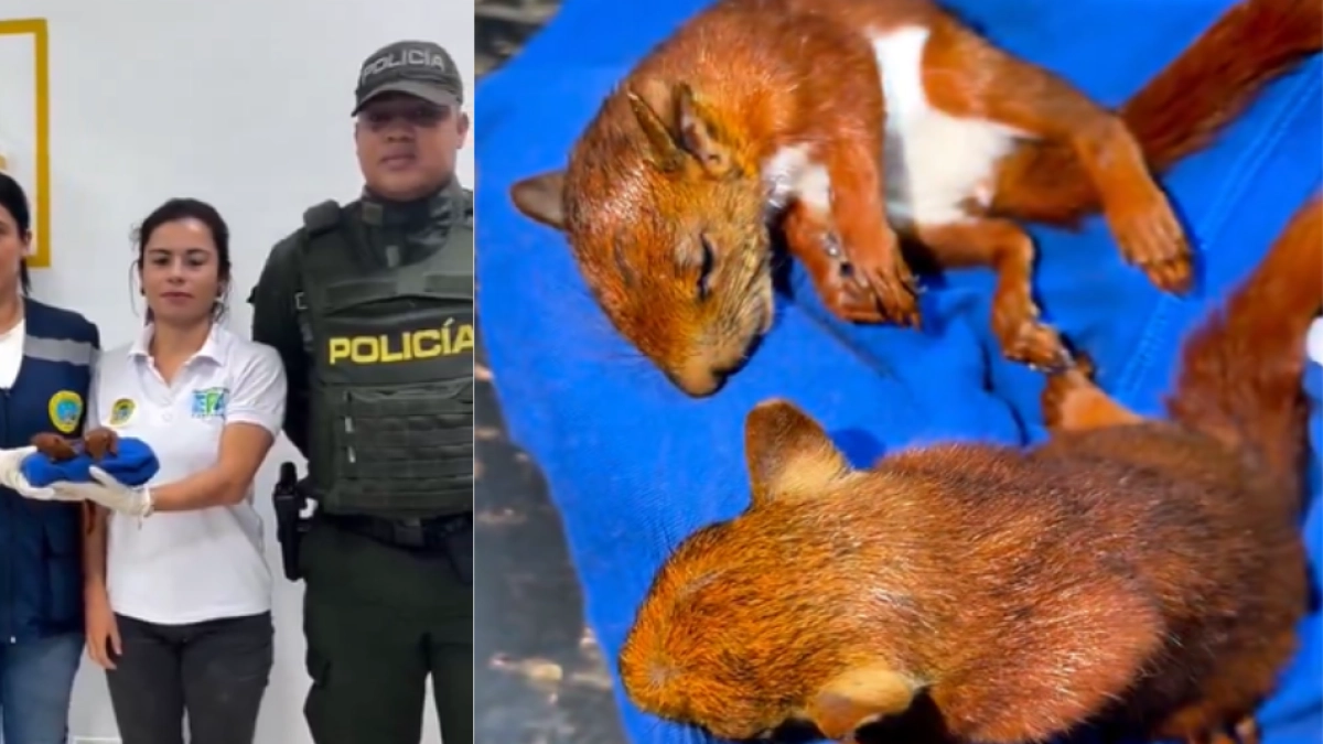 Detienen en Cartagena a hombre que intentaba sacar del país dos ardillas drogadas en tráfico de fauna silvestre