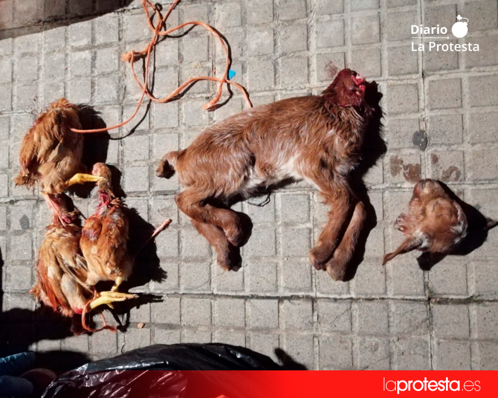 La justicia condena en Badalona a dos personas por maltrato animal en rituales de santería tras una investigación de AnimaNaturalis