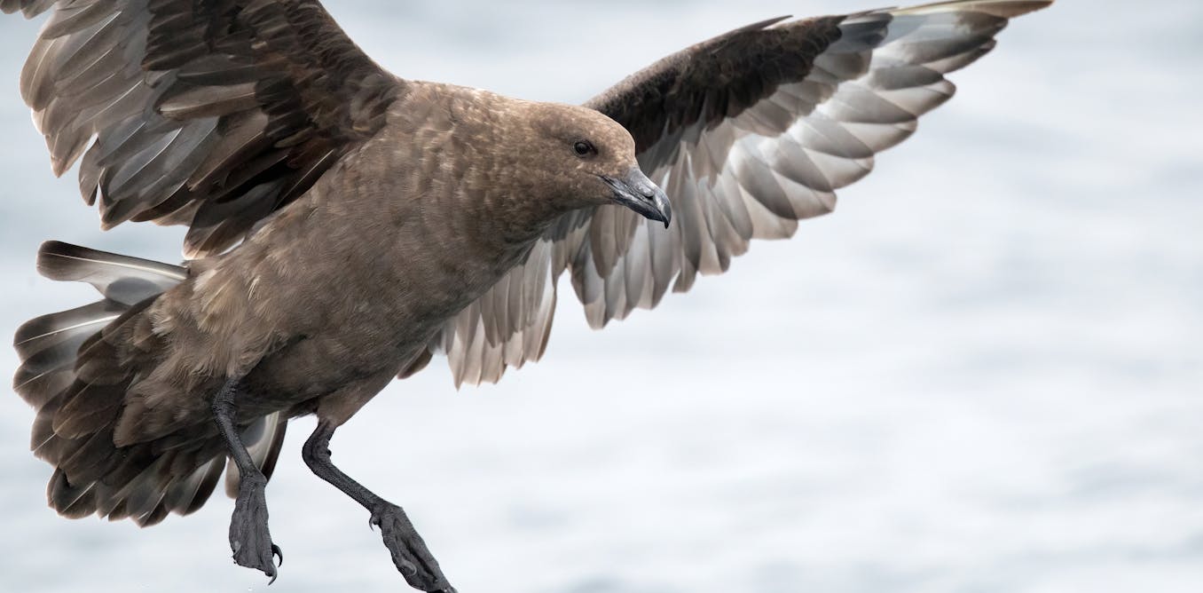 Australia Confirms First Detection of H5N1 Bird Flu in Wild Seabirds in Western Australia
