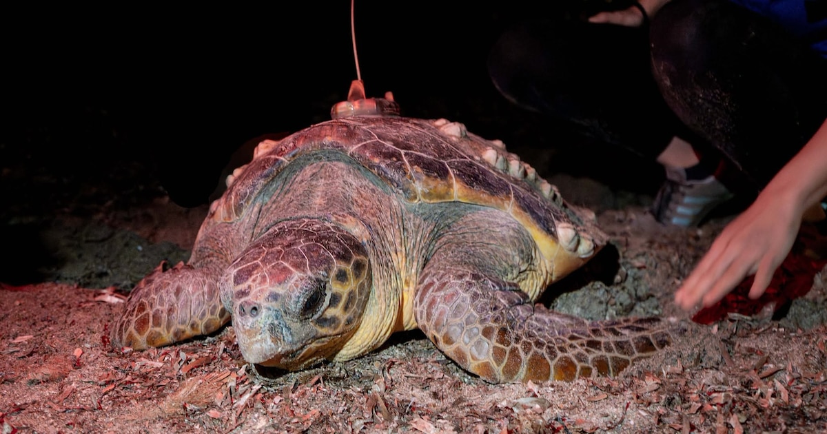La tortuga boba Diana anida en Denia con 106 huevos y activa el protocolo de protección en la Comunidad Valenciana
