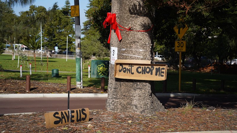 Community opposition grows over proposed removal of historic Norfolk pines for Fremantle pedestrian crossings