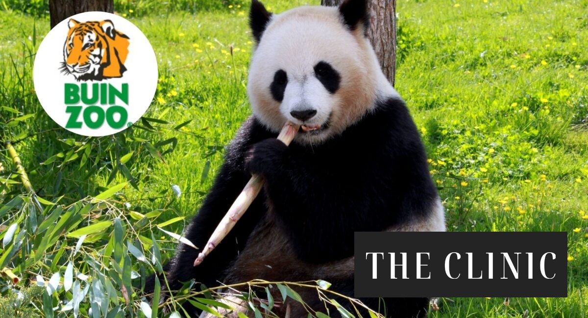Buinzoo lanza campaña de firmas para evaluar la llegada de un oso panda gigante a Chile