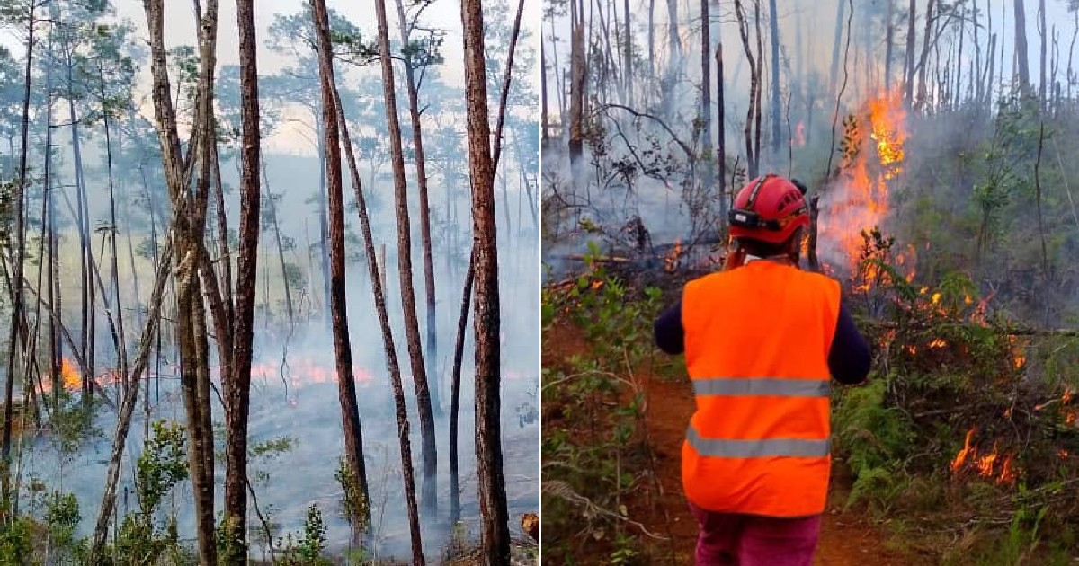 Incendio en el Parque Nacional Alejandro de Humboldt afecta 200 hectáreas en Guantánamo e investigan posible origen humano