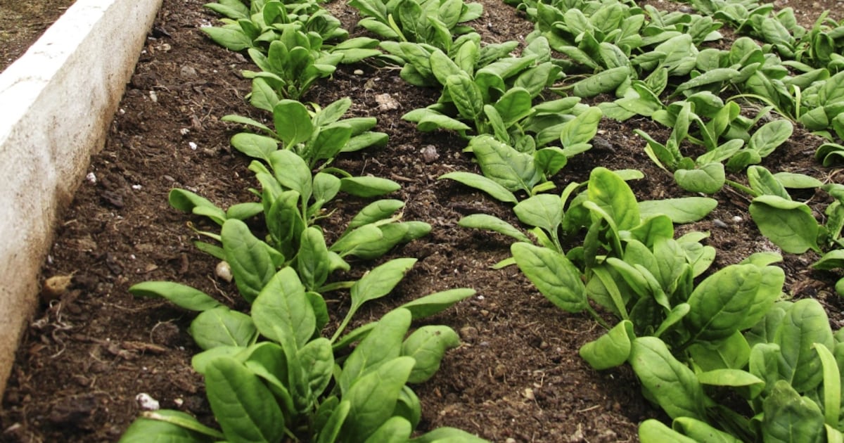 Study connects leafy greens to improved lung health