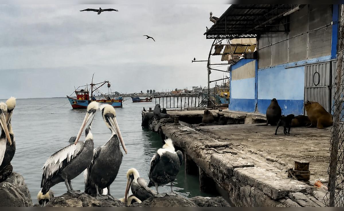 Calentamiento del mar por el Niño Costero provoca mortandad de aves marinas en Pisco