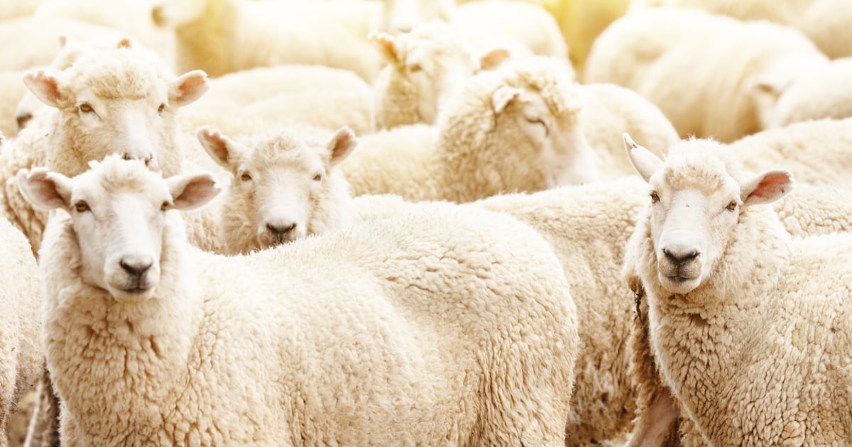 27 Sheep and Goats Stolen from Limpopo Kraal