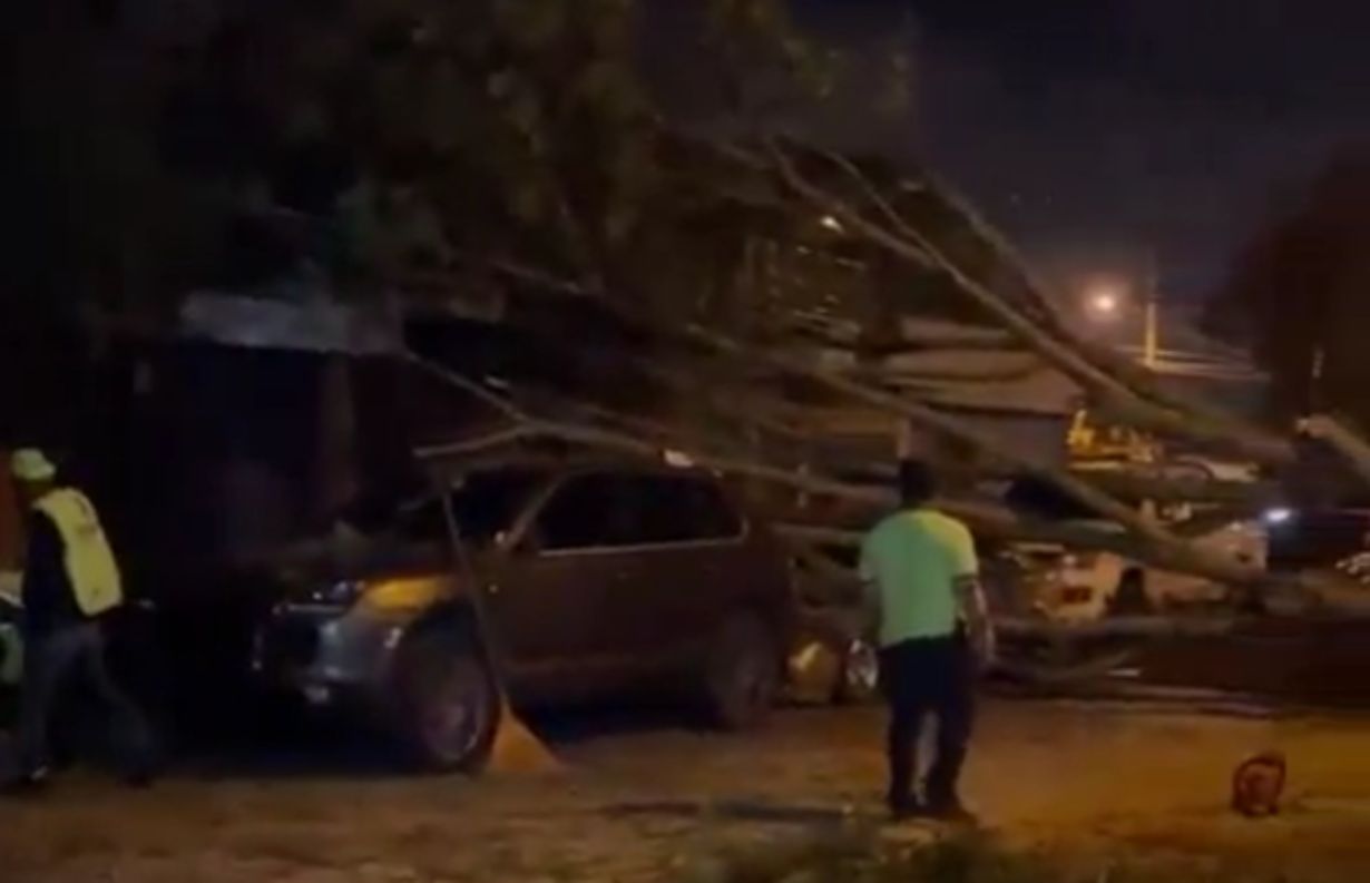 Árbol caído daña dos autos en zona 13