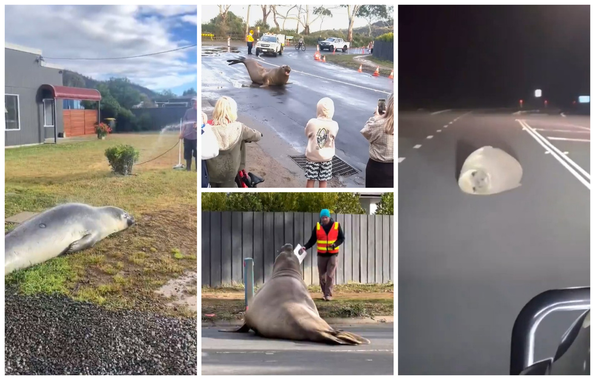 Elefante marino Neil en Tasmania: comunidad pide zonas restringidas para evitar su sacrificio