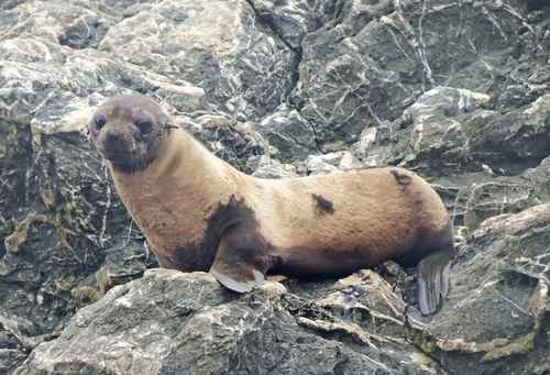 Alopecia en lobos finos de Guadalupe alerta sobre deterioro ambiental