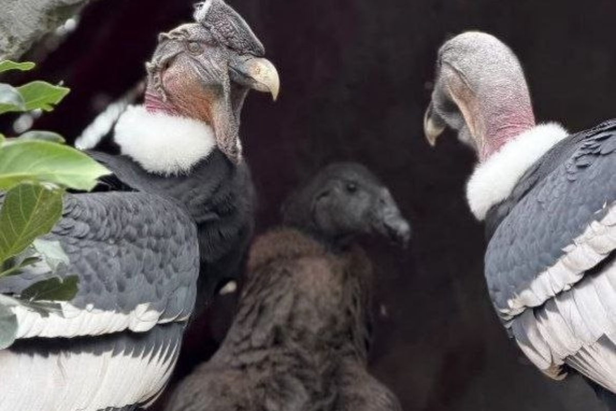 Reaparición del cóndor andino en los cielos merideños