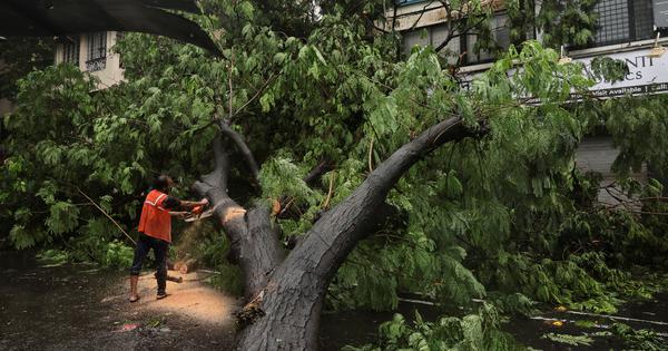 Reasons Behind the Surge in Tree Falls in Mumbai