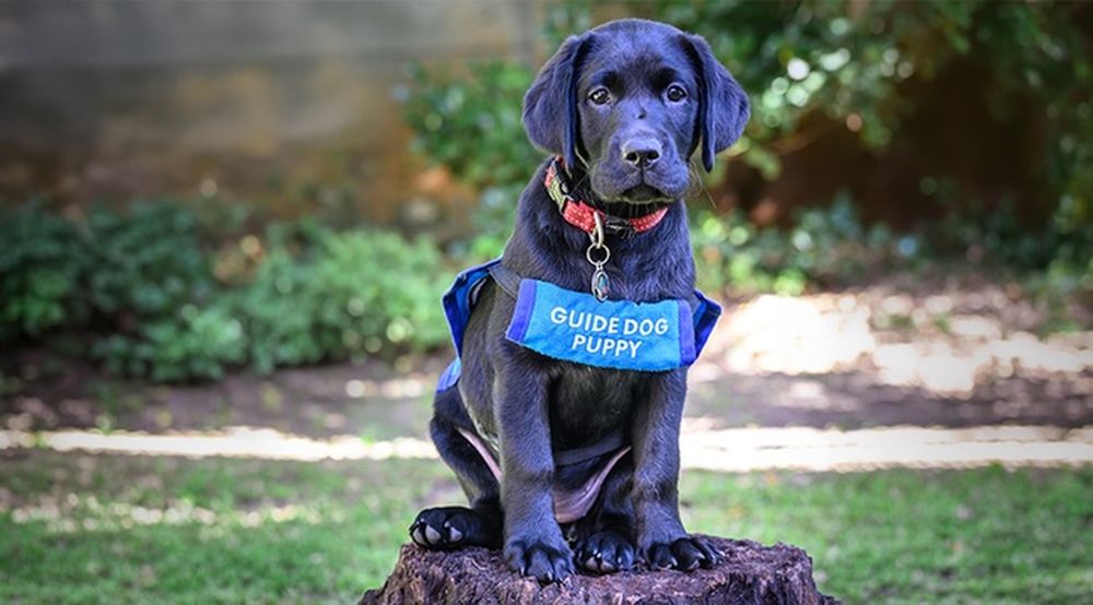 Guide Dogs in Training: Public Awareness and Support in South Africa