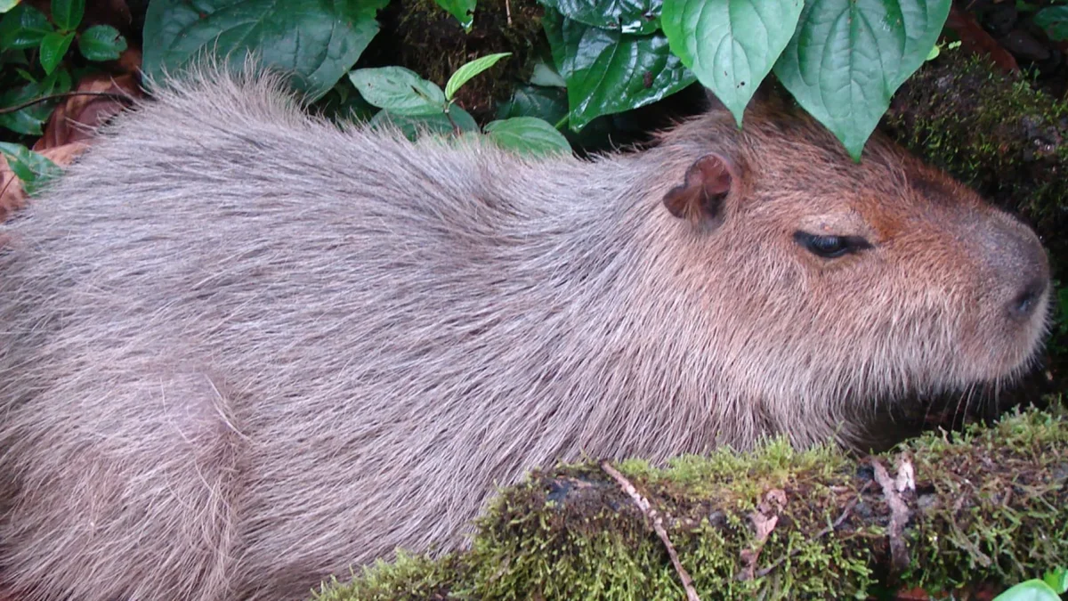 El capibara: especie clave en la conservación ecológica de Ecuador