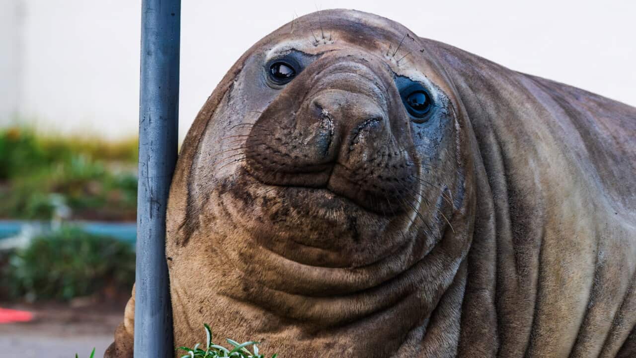 Neil the Seal returns to the ocean after annual moult, but his return is vital for survival