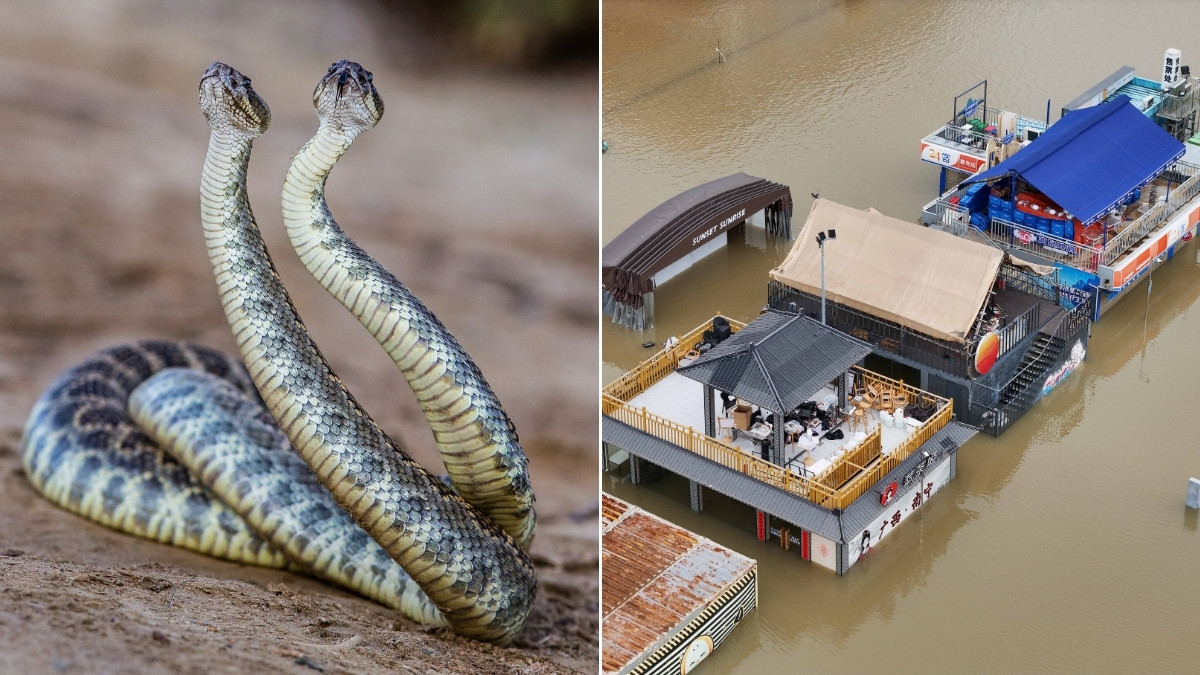Inundaciones en China liberan a 900 serpientes; autoridades activan operativo de rescate