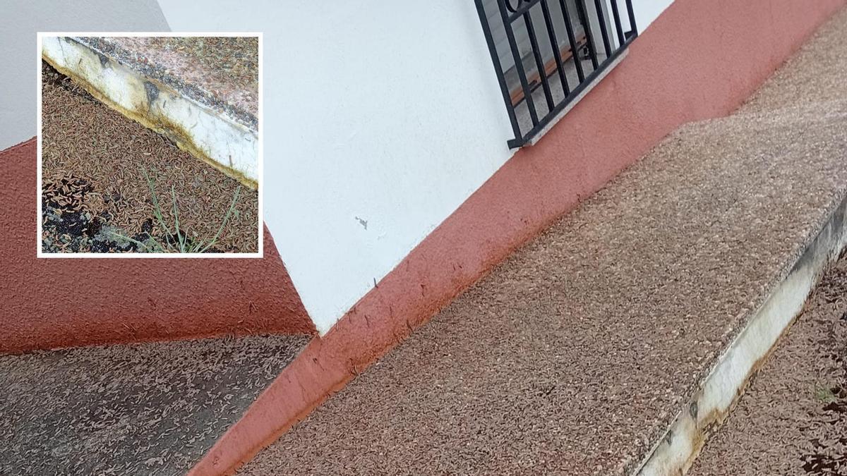 Vecinos de Tineo abandonan su hogar por una invasión de gusanos inusual