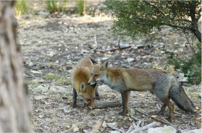 GER-EA demanda moratoria de caza de zorros en Valenciana por sobreabundancia de conejos