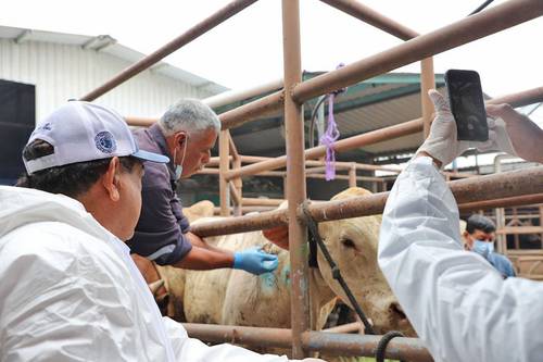 Reaparición del gusano barrenador en México