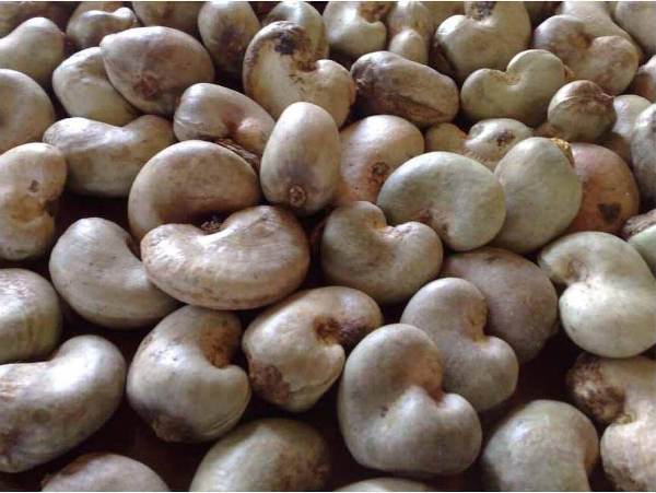 Nigeria aims to boost cashew processing to reduce raw exports