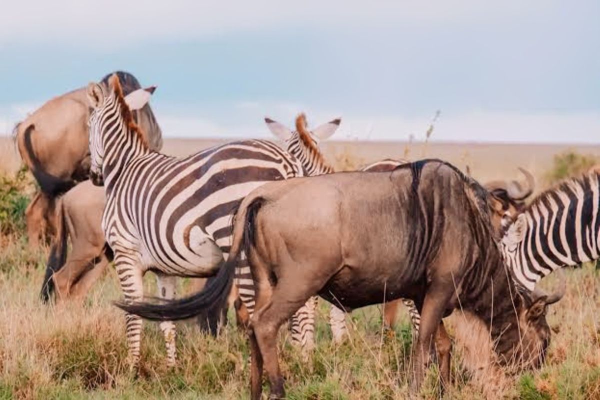 Symbiotic Relationships in Tanzania's Wilderness