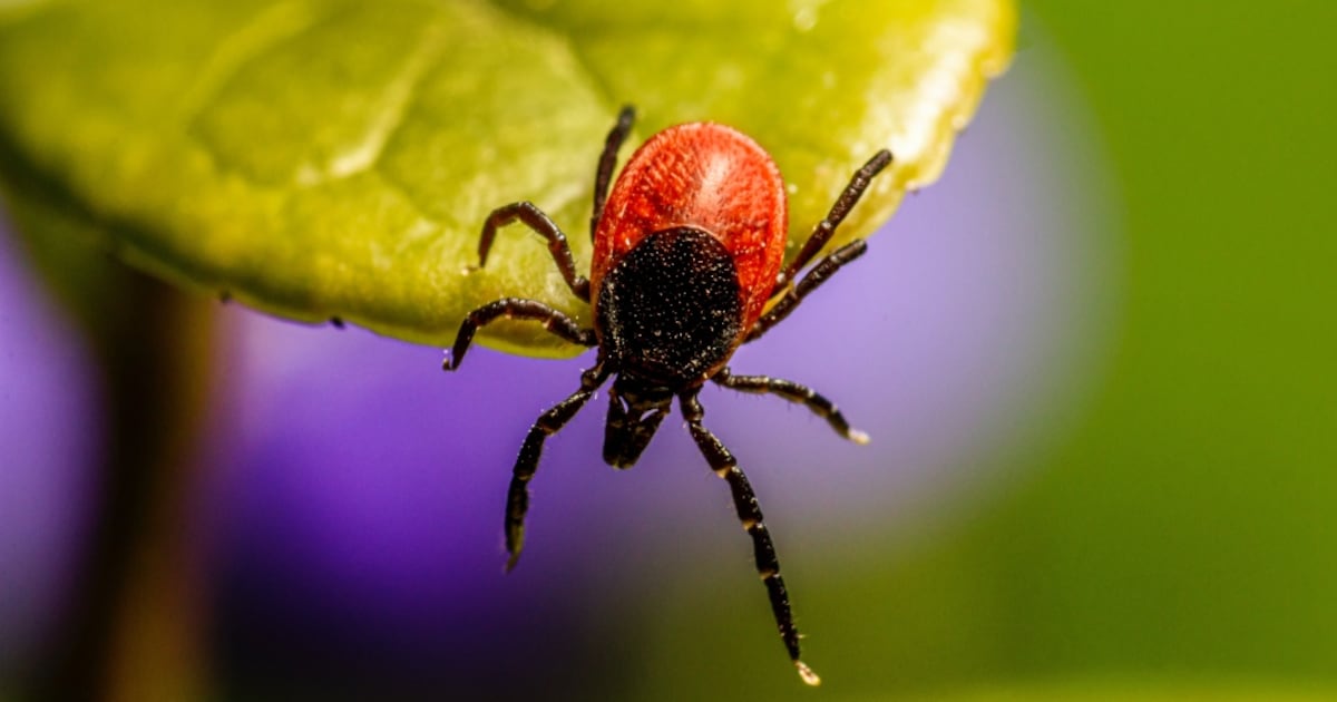 Eastern Ontario health officials alert to surge in tick-borne diseases