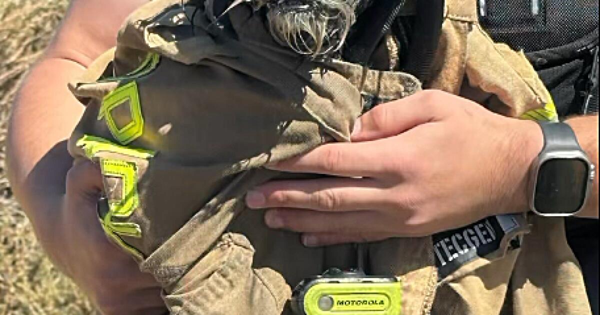 Firefighters Rescue Missing Dog from San Francisco Bay After Weeks of Search