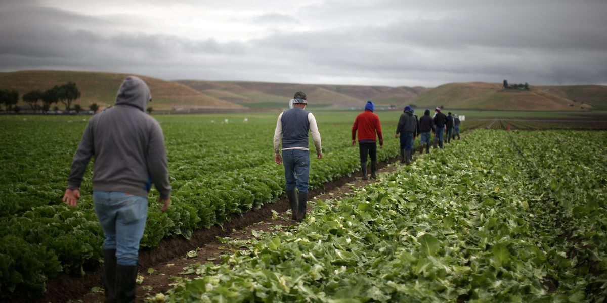 Taylor Farms Cleared in Parasite Outbreak Amid Skepticism Over FDA Findings