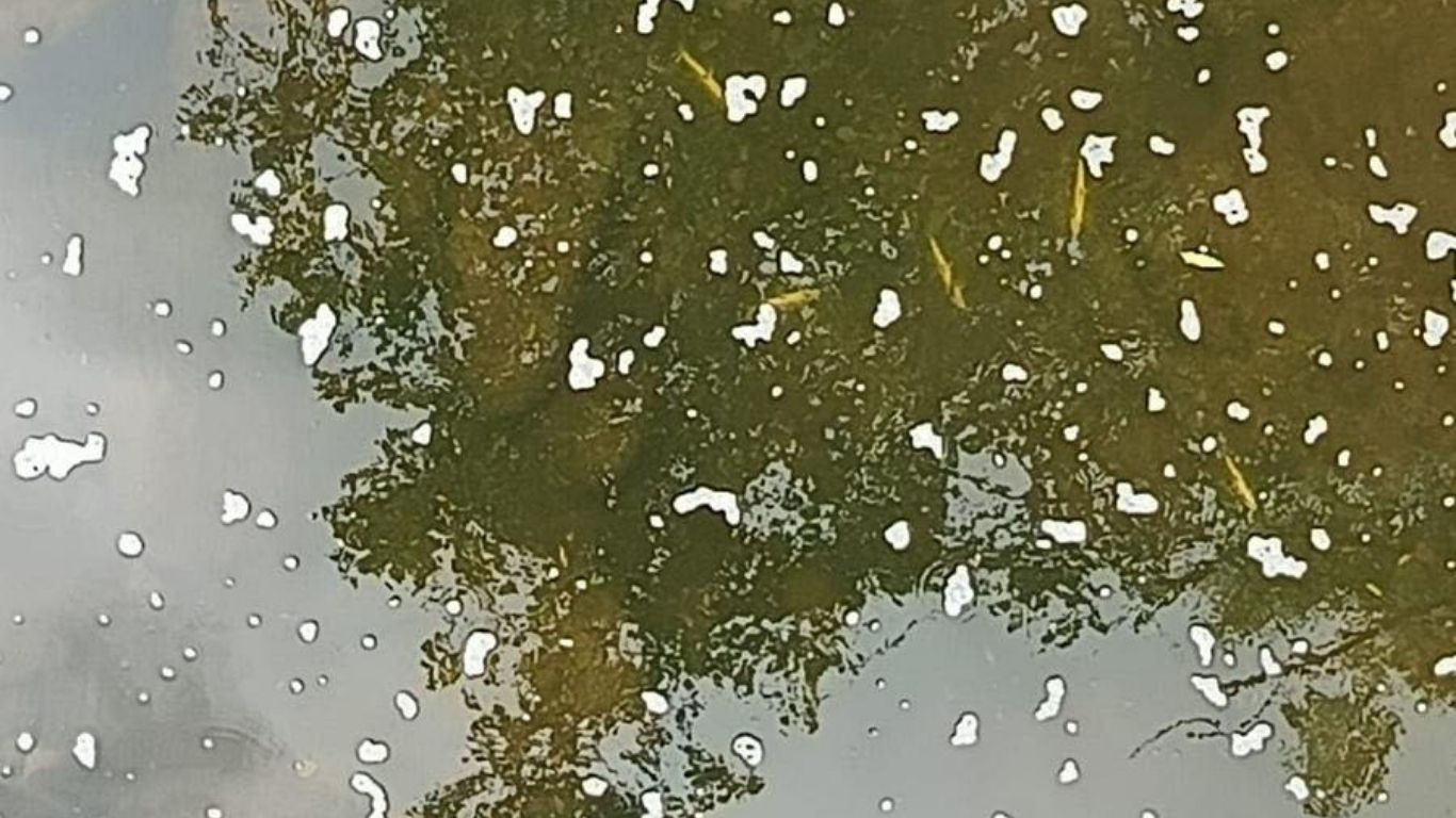 Cantabria: Más de 2.000 peces muertos tras vertido ganadero en el río Pisueña